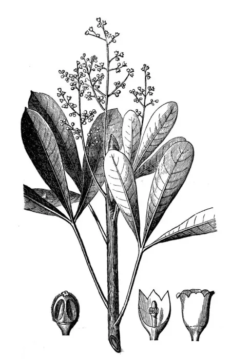 Framed Print : Rubber plant (Hevea guianensis) Framed Print : Rubber plant (Hevea guianensis)