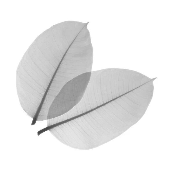 Rubber plant leaves, X-ray