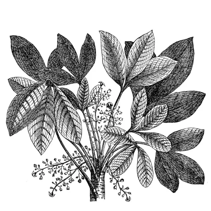 Framed Print : Rubber plant (Siphonia elastica) Framed Print : Rubber plant (Siphonia elastica)