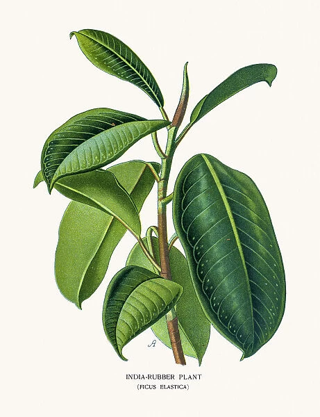 Rubber Plant source of latex
