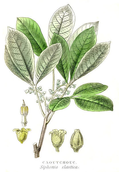 Rubber tree engraving 1857