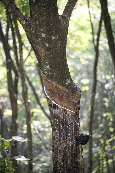 Rubber Tree -Hevea brasiliensis-, natural rubber production on a plantation, Peermade, Kerala, India