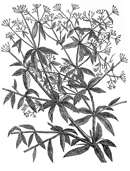 Rubia tinctorum or common madder