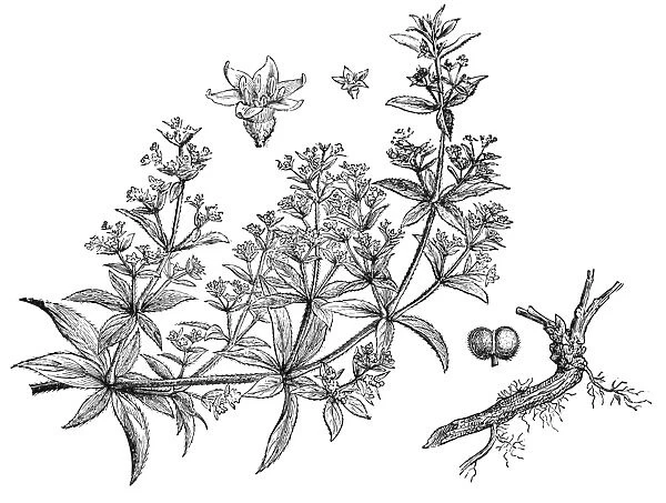 Rubia tinctorum (madder or dyers madder)
