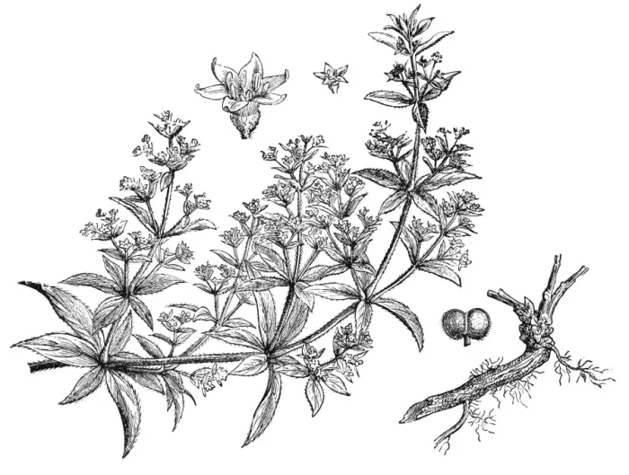 Framed Print : Rubia tinctorum (madder or dyers madder) Framed Print : Rubia tinctorum (madder or dyers madder)