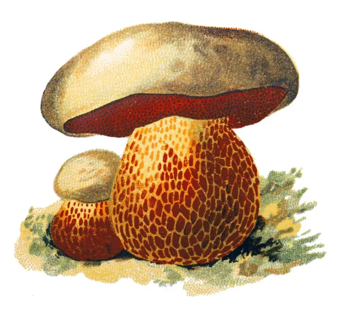 Framed Print : Rubroboletus satanas, commonly known as the Satans bolete or Devils boletus Framed Print : Rubroboletus satanas, commonly known as the Satans bolete or Devils boletus