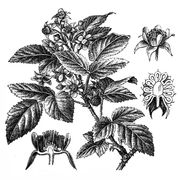 Framed Print : Rubus idaeus (raspberry) Framed Print : Rubus idaeus (raspberry)