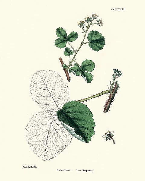 Rubus Leesii, Lees Raspberry plant, botanical print