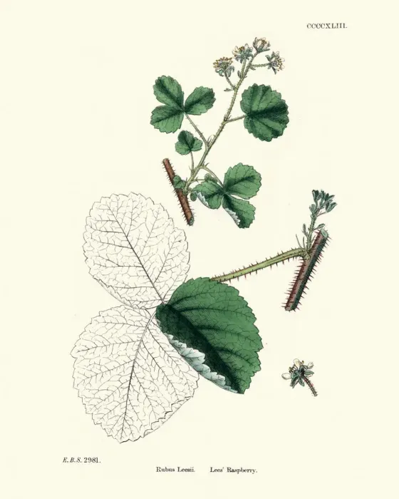 Framed Print : Rubus Leesii, Lees Raspberry plant, botanical print Framed Print : Rubus Leesii, Lees Raspberry plant, botanical print