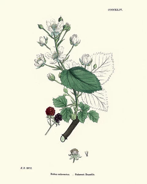 Rubus suberectus, Suberect Bramble plant, botanical print