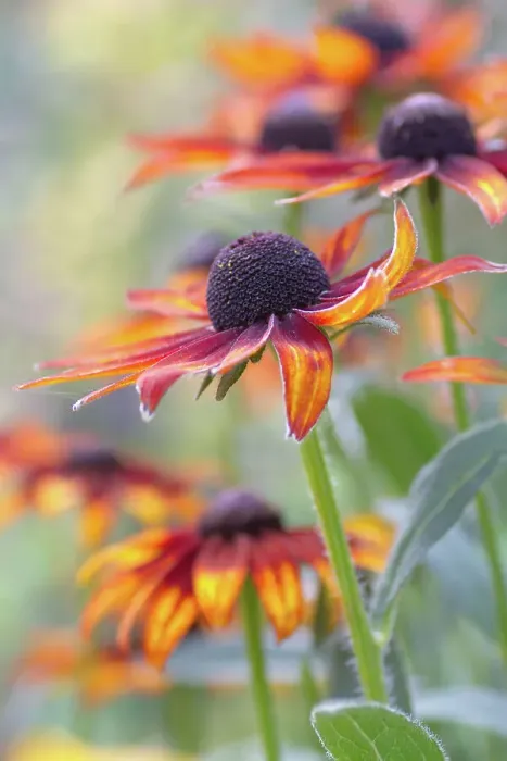 Framed Print : Rudbeckia, also referred to as Cone flower