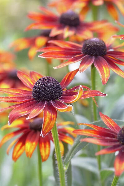 Rudbeckia, also referred to as Cone flower