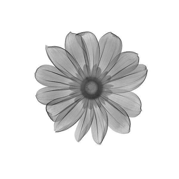 Rudbeckia flower, X-ray