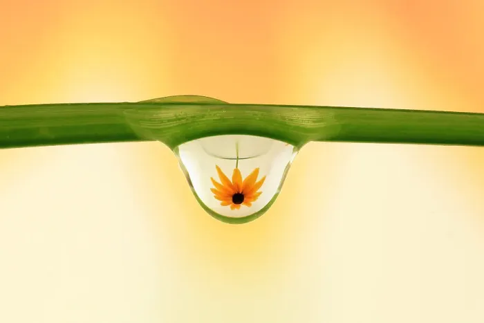 Framed Print : Rudbeckia in water drop Framed Print : Rudbeckia in water drop
