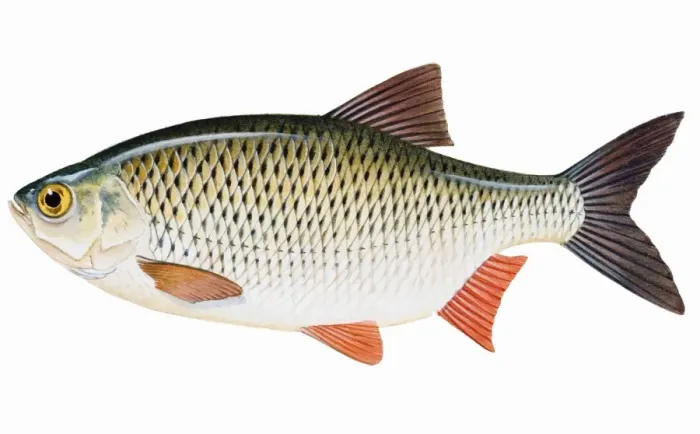 Framed Print : Rudd (Scardinius erythrophthalmus) Framed Print : Rudd (Scardinius erythrophthalmus)