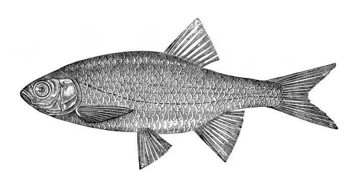 Framed Print : Rudd (Scardinius erythrophthalmus) Framed Print : Rudd (Scardinius erythrophthalmus)