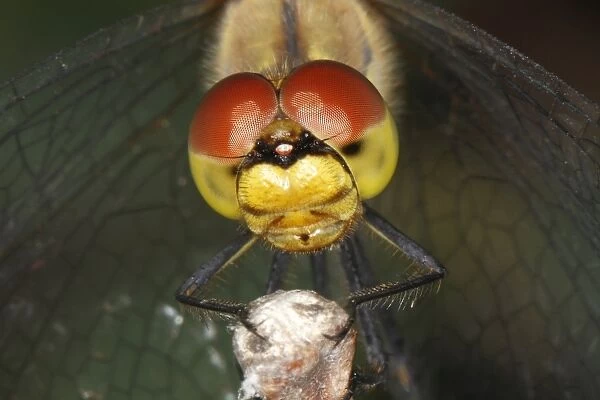 Ruddy Darter -Sympetrum sanguineum-, detail view of the head of a dragonfly, Burgenland, Austria