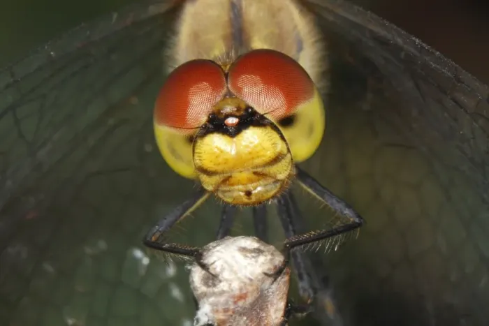 Framed Print : Ruddy Darter -Sympetrum sanguineum-, detail view of the head of a dragonfly, Burgenland, Austria Framed Print : Ruddy Darter -Sympetrum sanguineum-, detail view of the head of a dragonfly, Burgenland, Austria