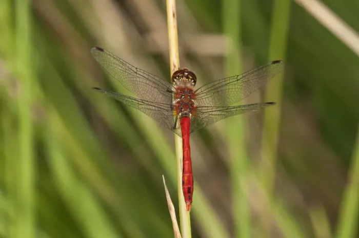 Framed Print : Ruddy Darter -Sympetrum sanguineum-, male, Untergroeningen, Baden-Wuerttemberg, Germany, Europe Framed Print : Ruddy Darter -Sympetrum sanguineum-, male, Untergroeningen, Baden-Wuerttemberg, Germany, Europe