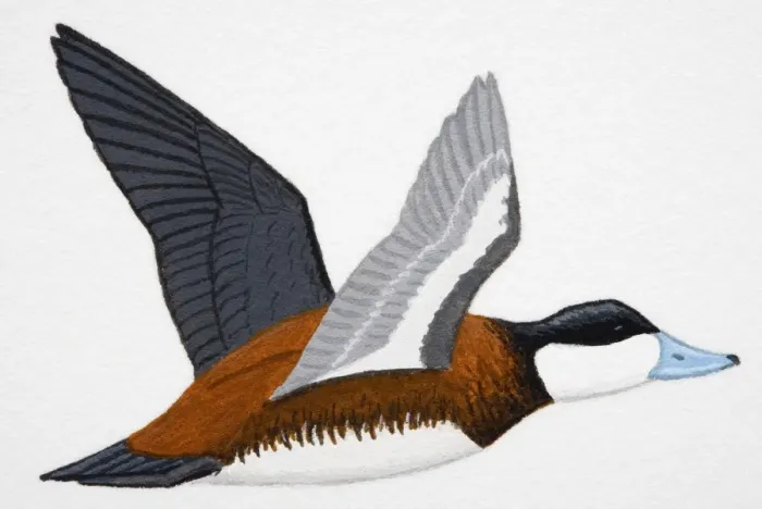 Framed Print : Ruddy Duck (Oxyura jamaicensis), adult male duck Framed Print : Ruddy Duck (Oxyura jamaicensis), adult male duck