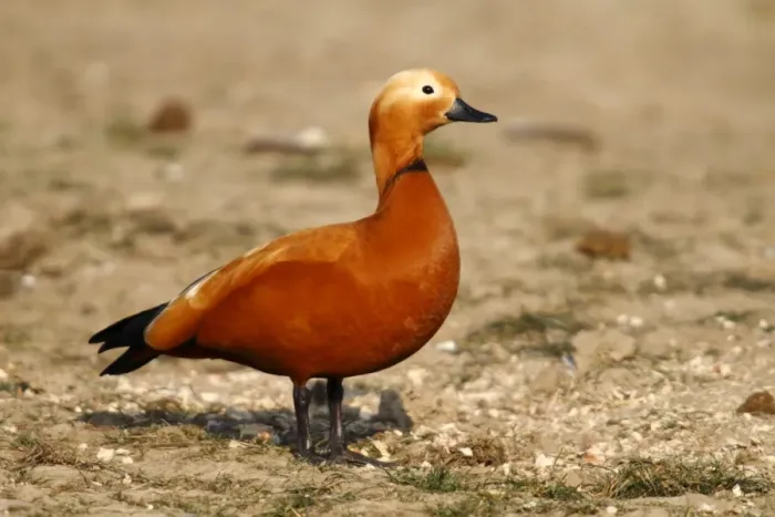 Framed Print : Ruddy Shelduck -Tadorna ferruginea-, male standing on a meadow, Bislicher Island, North Rhine-Westphalia, Germany, Europe Framed Print : Ruddy Shelduck -Tadorna ferruginea-, male standing on a meadow, Bislicher Island, North Rhine-Westphalia, Germany, Europe