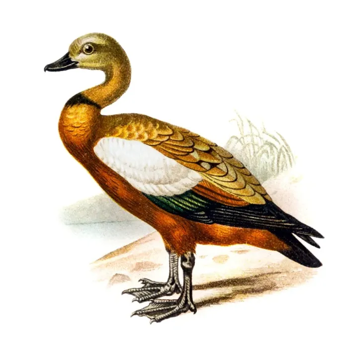 Framed Print : The ruddy shelduck (Tadorna ferruginea) Framed Print : The ruddy shelduck (Tadorna ferruginea)
