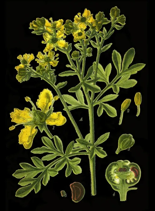 Framed Print : rue, common rue, herb-of-grace Framed Print : rue, common rue, herb-of-grace