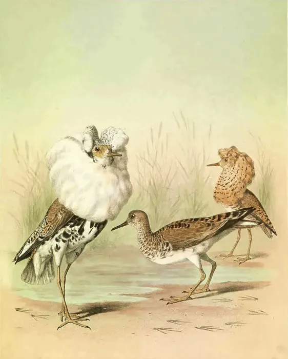 Framed Print : Ruff, 19th century illustration Framed Print : Ruff, 19th century illustration