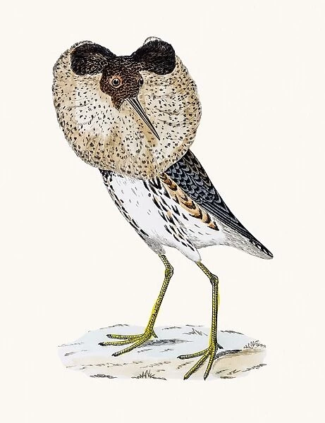 Ruff bird. A photograph of an original hand-colored engraving