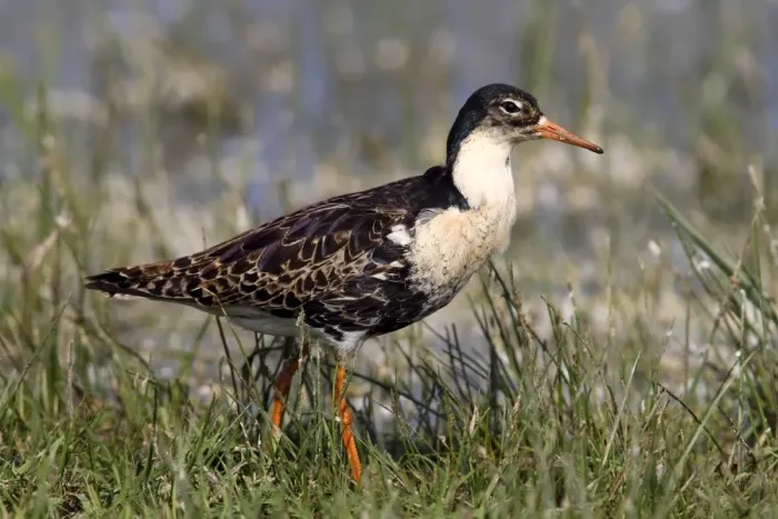 Framed Print : Ruff -Philo pugnax-, male wading through shallow water, Lauwersmeer National Park, Holland, Netherlands, Europe Framed Print : Ruff -Philo pugnax-, male wading through shallow water, Lauwersmeer National Park, Holland, Netherlands, Europe