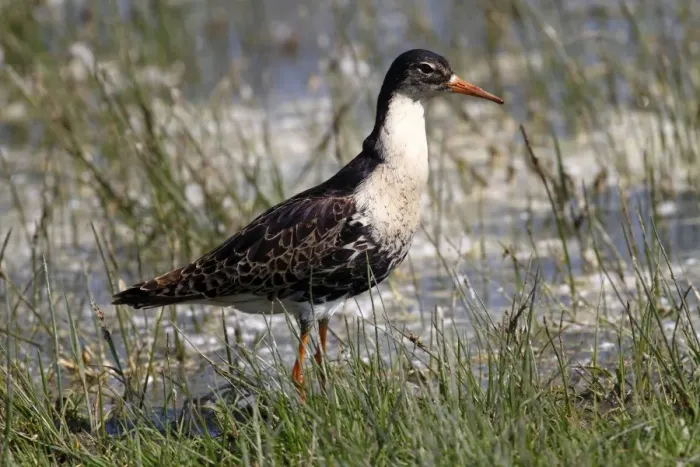 Framed Print : Ruff -Philo pugnax-, male wading through shallow water, Lauwersmeer National Park, Holland, Netherlands, Europe Framed Print : Ruff -Philo pugnax-, male wading through shallow water, Lauwersmeer National Park, Holland, Netherlands, Europe