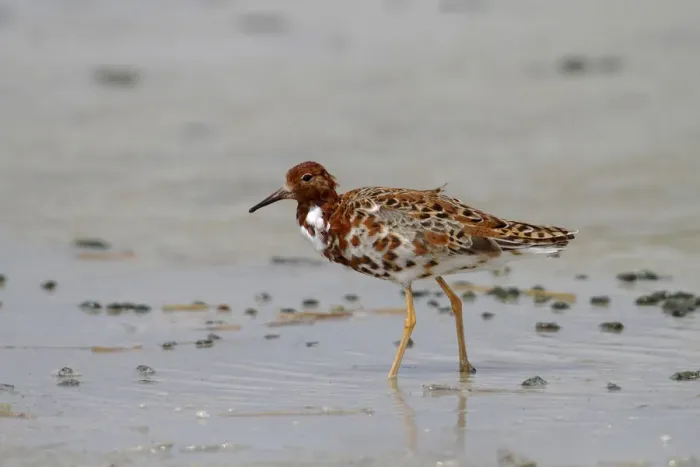 Framed Print : Ruff -Philomachus pugnax-, male wading in shallow water, Apetlon, Lake Neusiedl, Burgenland, Austria, Europe Framed Print : Ruff -Philomachus pugnax-, male wading in shallow water, Apetlon, Lake Neusiedl, Burgenland, Austria, Europe
