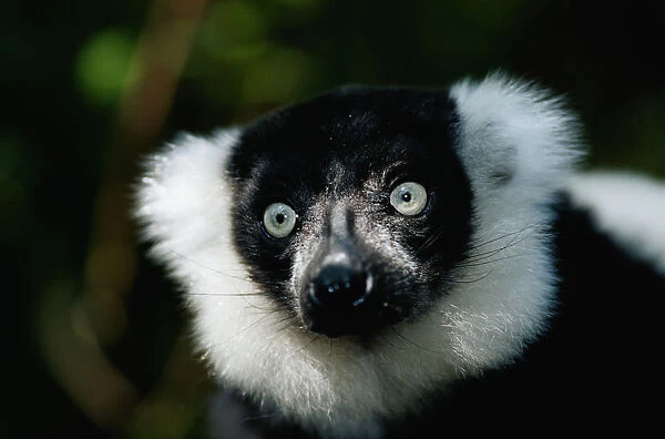 Ruffed lemur (Varecia variegata) close up, captive, Madagascar