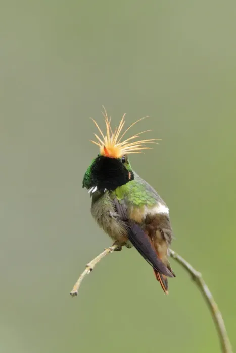 Framed Print : Rufous-crested Coquette (Lophornis delattrei)