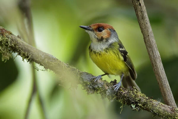 Rufous-crowned Tody-Flycatcher (Poecilotriccus ruficeps)