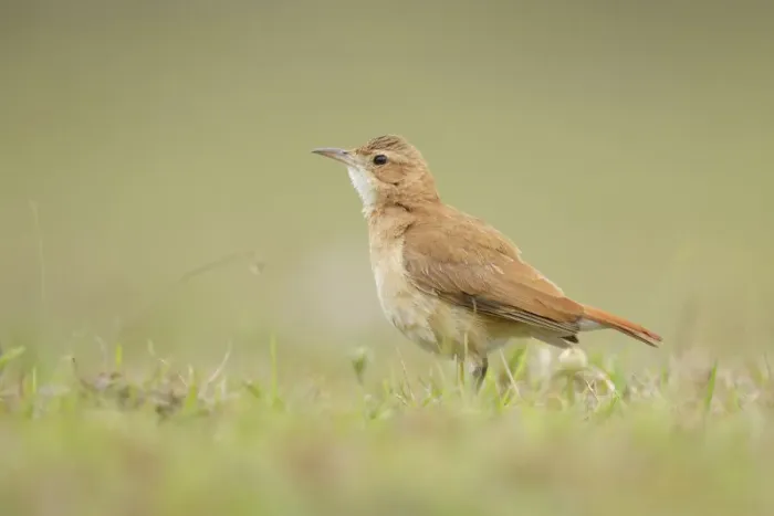 Framed Print : Rufous Hornero