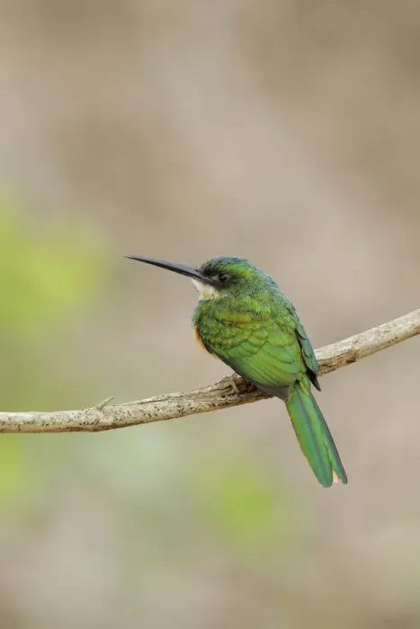 Framed Print : Rufous-tailed Jacamar (Galbula ruficauda) Framed Print : Rufous-tailed Jacamar (Galbula ruficauda)