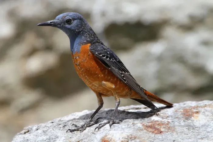 Framed Print : Rufous-tailed Rock Thrush -Monticola saxatilis-, Tyrol, Austria, Europe Framed Print : Rufous-tailed Rock Thrush -Monticola saxatilis-, Tyrol, Austria, Europe