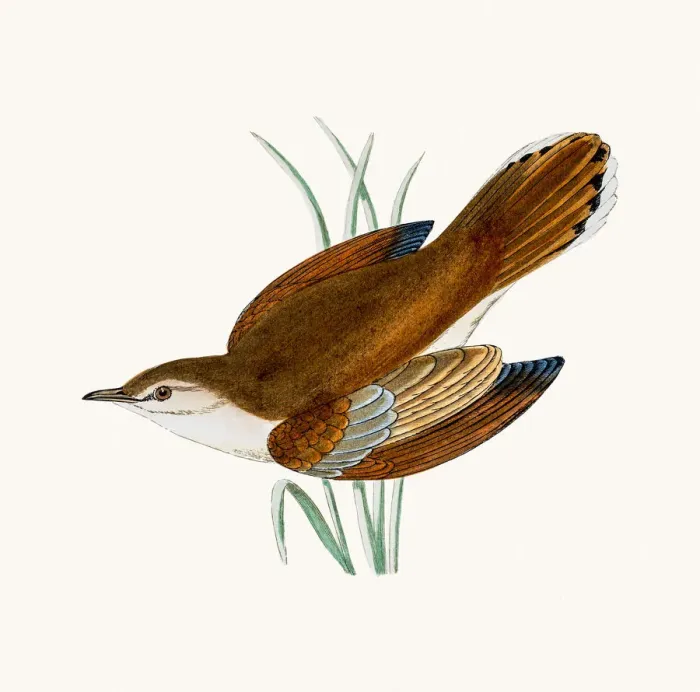 Framed Print : Rufous warbler Framed Print : Rufous warbler