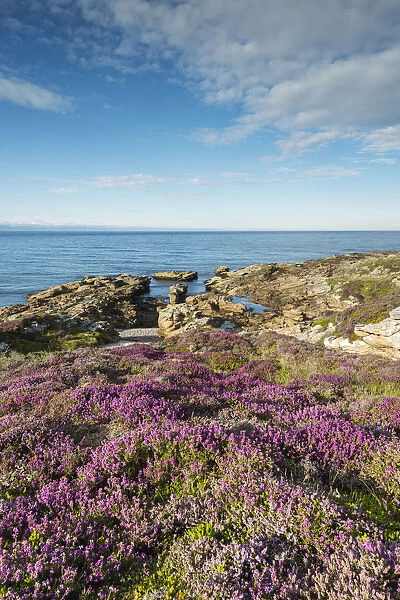 Rugged coastal landscape with flowering heather -Ericaceae- on the Moray Firth at Tarbat Ness, Scotland, United Kingdom, Europe