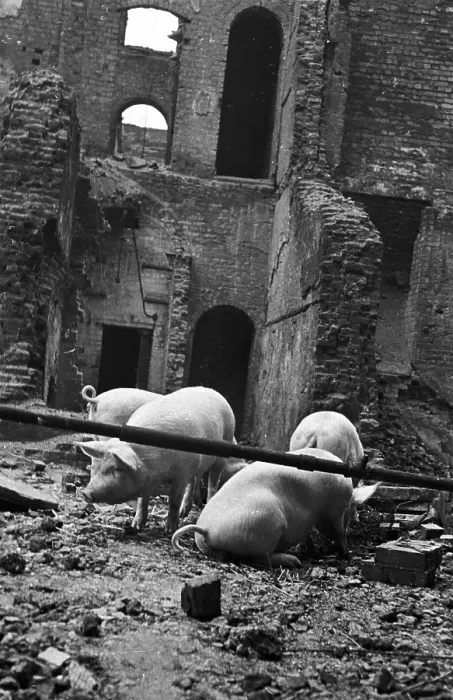 Framed Print : Ruin Dwelling Pigs