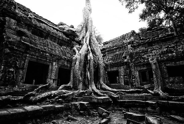 The ruin of Ta Prohm palace in black and white