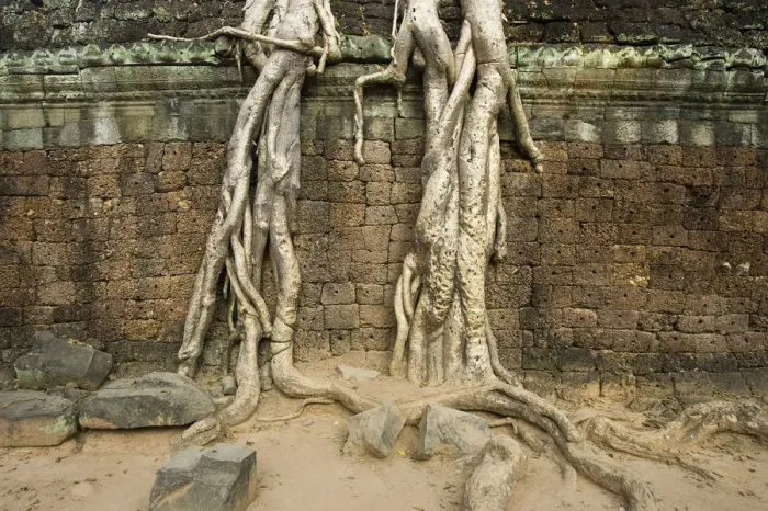 Framed Print : Ruins at Ta Prohm Temple Framed Print : Ruins at Ta Prohm Temple