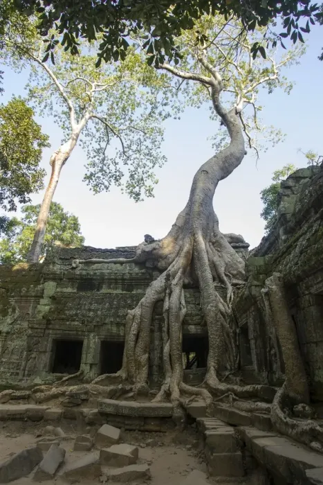 Framed Print : Ruins at Ta Prohm Temple Framed Print : Ruins at Ta Prohm Temple