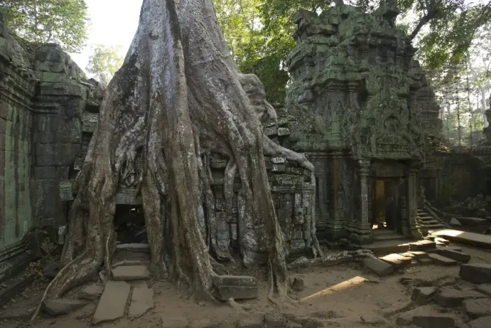 Framed Print : Ruins at Ta Prohm Temple Framed Print : Ruins at Ta Prohm Temple