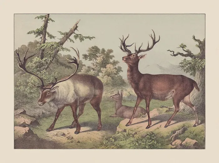 Framed Print : Ruminants, hand-colored chromolithograph, published in 1869 Framed Print : Ruminants, hand-colored chromolithograph, published in 1869