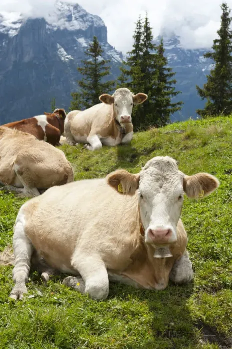 Framed Print : Ruminating cows -Bos primigenius taurus-, traditional farming, mountain farming, green pasture, Schwarzwaldalp near Grindelwald, Bernese Oberland, Canton of Bern, Alps, Switzerland, Europe Framed Print : Ruminating cows -Bos primigenius taurus-, traditional farming, mountain farming, green pasture, Schwarzwaldalp near Grindelwald, Bernese Oberland, Canton of Bern, Alps, Switzerland, Europe