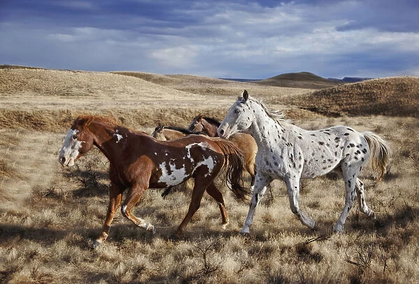 Running horses on Hideout Ranch in Shell, Wyoming, USA