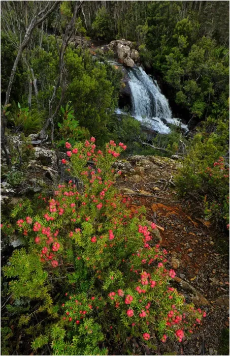 Framed Print : Running stream in the Hartz mountains national park, part of the world heritage wilderness, Tasmania Framed Print : Running stream in the Hartz mountains national park, part of the world heritage wilderness, Tasmania