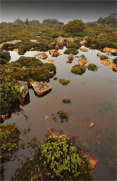 Running stream in the Hartz mountains national park, part of the world heritage wilderness, Tasmania